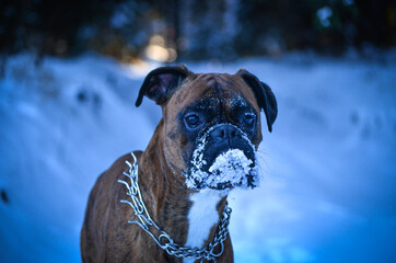 Boxer dog in the snow