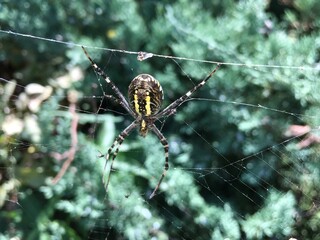 poisonous spider Argiope sits on a web