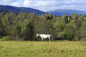 Jesienny krajobraz biały koń na zielonej łące w górach 