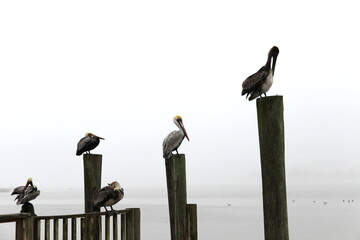 Pelikany siedzące na drewnianych palach nad wodą - obrazy, fototapety, plakaty