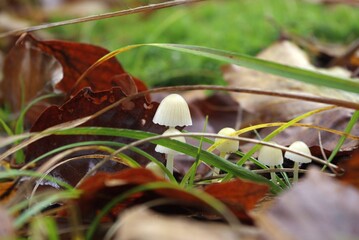 macro pictures of the muschrooms in the grass and autumn leaves