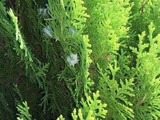 Closeup of green thuja fresh green leaves branches trees, evergreen coniferous conifer leaf green texture.