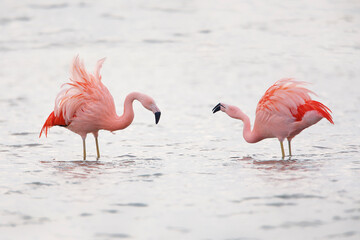 Two Chilean Flamingo (Phoenicopterus chilensis) foraging in lake, the Netherlands