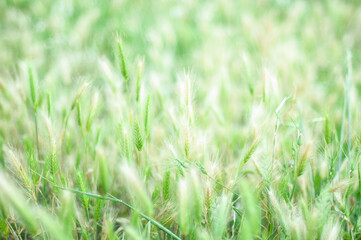Sunlight hitting the green fields of grass.