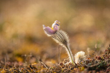 Pulsatilla grandis, the greater pasque flower. Nature reserve Kamenný vrch, Koniklecová louka, Brno City, Czech republic, Europe.