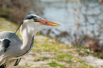 Gros plan héron cendré