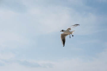 A beautiful, large white seagull flies against the blue sky, soaring above the clouds, spreading...