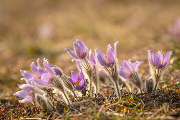 Pulsatilla grandis, the greater pasque flower. Nature reserve Kamenný vrch, Koniklecová louka, Brno City, Czech republic, Europe.
