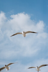 Obraz premium A flock of large, beautiful white sea gulls fly against the blue sky, soaring above the clouds and the ocean, spreading their long wings in sunny weather. Spring photography of birds.
