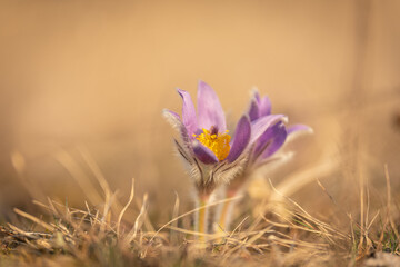 Pulsatilla grandis, the greater pasque flower. Nature reserve Kamenný vrch, Koniklecová louka, Brno City, Czech republic, Europe.