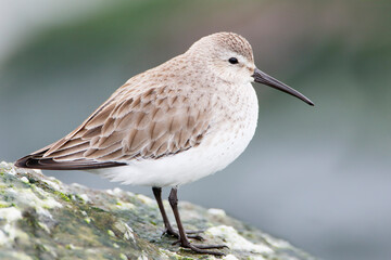 Dunlin (Calidris alpina) on basalt rocks at Barnegat Jetty, USA