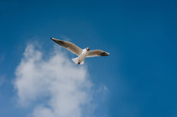 Fototapeta na wymiar A great Ivory seagull flies against the blue sky, soaring above the clouds, spreading its long wings in the daytime. Summer bird photography.
