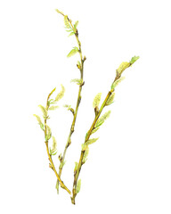 Yellow-green spring willow branches with leaves © AkiAna
