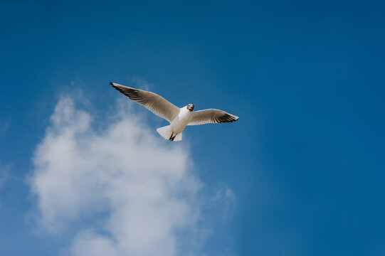 A great Ivory seagull flies against the blue sky, soaring above the clouds, spreading its long wings in the daytime. Summer bird photography.