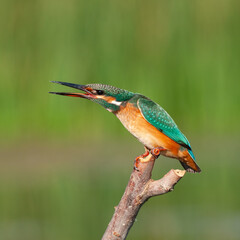 Bird kingfisher sits on a stick with its beak open. Alcedo atthis