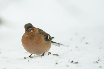 Obraz na płótnie Canvas Male of the common chaffinch Fringilla coelebs sitting in the snow