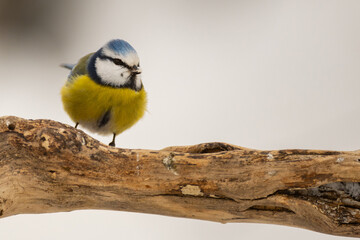 Blue tit bird sitting on a stick in the forest Cyanides caeruleus