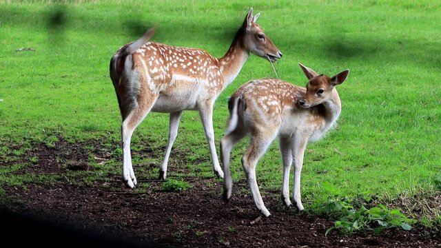 fallow deer in a wildlife park
