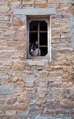 cat on the window and brick wall