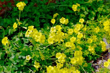 yellow flowers in the garden