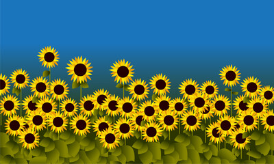 Field of sunflowers on blue sky