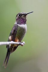 Purple-throated Woodstar (Calliphlox mitchellii) perched, Alambi lodge, Ecuador
