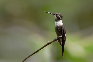 Purple-throated Woodstar (Calliphlox mitchellii) perched, Alambi lodge, Ecuador
