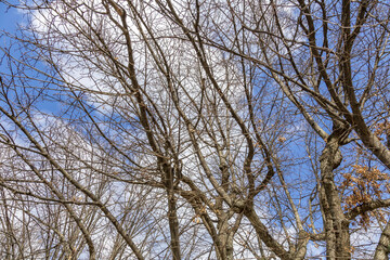 Unusual branches of a dry dry deciduous tree against a bright blue sky
