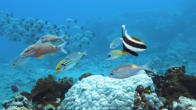 Tropical Sea fish. Coral reef. Underwater life. Great Barrier Reef.