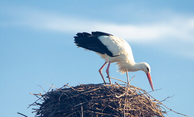 stork in the nest © proan