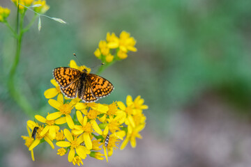 Nettle butterfly with orange and black wings spread over yellow flowers as other insects approach