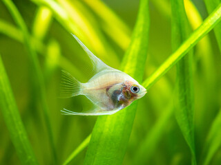 Platinum Angelfish (Pterophyllum scalare) swimming in tank fish with blurred background