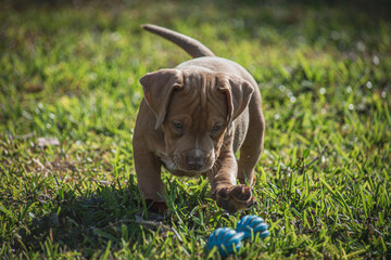 Bully dog playing