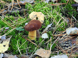 Polish mushrooms in macro