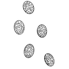 sketch illustration easter eggs white background