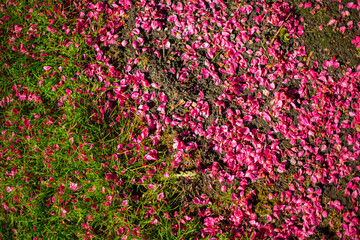 Magenta flower petals in the grass.