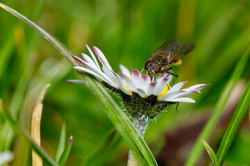 A fly on a flower