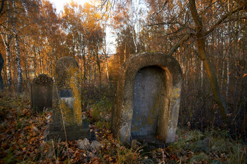 Abandoned Jewish cemetery autumn time in Eastern Belarus  - 423085251