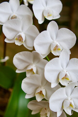 White orchid flowers. Focus is on the front.