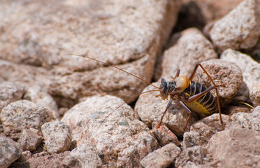 Cricket macro portrait