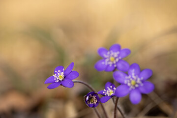 Wild growing blue liverwort flowers (Hepatica nobilis) Sunny bokeh background.