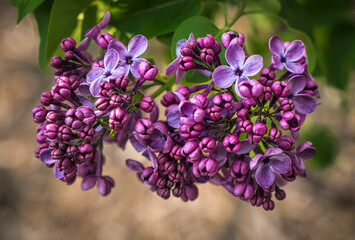 lilac flowers on a branch