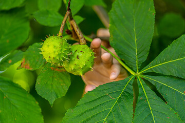 Sweet chestnuts (Castanea sativa) in a tree being picked..