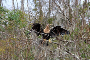 Bird on a tree in  the wild park in Florida