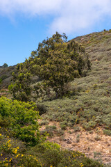 Single tree surrounded by green bushes in the mountains of Gran Canaria
