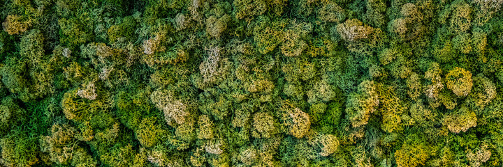 Naklejka premium Texture of green moss. The wall in the room is decorated with stabilized moss. Concept of eco design. Banner.