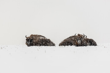 Wild European bisons on the field, snow covered, landscape panorama