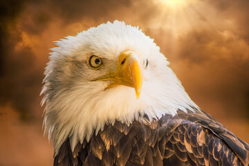 Portrait of an american bald eagle, symbol of freedom of the United States of America.