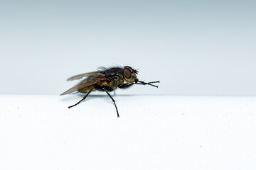A fly on a withe background 