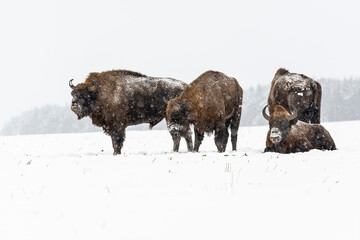 Wild European bisons on the field, snow covered, landscape panorama © hajdar